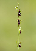 Fly orchid - UK orchid,plant,plants,flower,Fly orchid,Ophrys insectifera,Orchid Family,Orchidaceae,Monocots,Liliopsida,Ophrys myodes,Ophrys muscifera,Europe,Tracheophyta,Terrestrial,Plantae,CITES,Photosynthetic,Appen