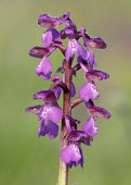 Green-winged orchid - UK floral,Flower,Terrestrial,ground,Close up,environment,ecosystem,Habitat,Grassland,Green-winged orchid,Plantae,Tracheophyta,Liliopsida,Orchidales,Orchidaceae,orchid,Anacamptis morio