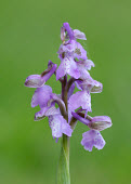 Green-winged orchid - UK environment,ecosystem,Habitat,Terrestrial,ground,Close up,floral,Flower,Grassland,Green-winged orchid,Plantae,Tracheophyta,Liliopsida,Orchidales,Orchidaceae,orchid,Anacamptis morio