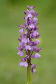 Green-winged orchid - UK Terrestrial,ground,wildflower meadow,Meadow,Close up,Grassland,floral,Flower,Greenery,foliage,vegetation,environment,ecosystem,Habitat,Green-winged orchid,Plantae,Tracheophyta,Liliopsida,Orchidales,Or