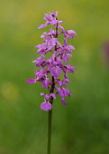 Orchis - UK orchid,plant,plants,flower,Orchis,Orchis mascula,Orchid Family,Orchidaceae,Asparagales,Monocots,Liliopsida,Magnoliophyta,Flowering Plants,Androrchis mascula,Photosynthetic,Grassland,Africa,Mountains,E