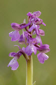 Green-winged orchid - UK Green-winged orchid,Plantae,Tracheophyta,Liliopsida,Orchidales,Orchidaceae,orchid,Anacamptis morio