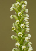 Pseudorchis - UK Pseudorchis,Pseudorchis albida,Asparagales,Magnoliophyta,Flowering Plants,Orchid Family,Orchidaceae,Monocots,Liliopsida,Europe,Asia,North America,Photosynthetic,Plantae,Terrestrial
