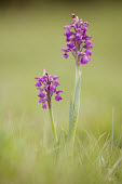 Green-winged orchid - UK Green-winged orchid,Plantae,Tracheophyta,Liliopsida,Orchidales,Orchidaceae,orchid,Anacamptis morio