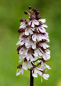 Lady orchid - UK orchid,plant,plants,flower,Lady orchid,Orchis purpurea,Orchis,Orchid Family,Orchidaceae,Monocots,Liliopsida,Plantae,Europe,Africa,Orchidales,Tracheophyta,Asia,Forest,Not Evaluated,IUCN Red List,Grassl