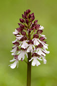 Lady orchid - UK Close up,Greenery,foliage,vegetation,Grassland,floral,Flower,Terrestrial,ground,wildflower meadow,Meadow,environment,ecosystem,Habitat,orchid,plant,plants,flower,Lady orchid,Orchis purpurea,Orchid Fam