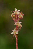 Heartleaf twayblade - UK Heartleaf twayblade,Plantae,Tracheophyta,Liliopsida,Orchidales,Orchidaceae,orchid,Neottia,Neottia cordata