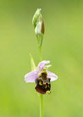 Late spider orchid - UK Grassland,floral,Flower,Close up,Terrestrial,ground,environment,ecosystem,Habitat,Greenery,foliage,vegetation,wildflower meadow,Meadow,orchid,plant,plants,flower,Late spider orchid,Ophrys fuciflora,Mo