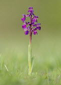 Green-winged orchid - UK Grassland,Terrestrial,ground,wildflower meadow,Meadow,Greenery,foliage,vegetation,Close up,coloration,Colouration,environment,ecosystem,Habitat,colours,color,colors,Colour,violet,indigo,Purple,floral,