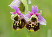 Late spider orchid - UK Greenery,foliage,vegetation,Close up,wildflower meadow,Meadow,environment,ecosystem,Habitat,Terrestrial,ground,Grassland,floral,Flower,orchid,plant,plants,flower,Late spider orchid,Ophrys fuciflora,Mo