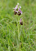 Late spider orchid - UK wildflower meadow,Meadow,Close up,Greenery,foliage,vegetation,floral,Flower,Terrestrial,ground,environment,ecosystem,Habitat,Grassland,orchid,plant,plants,flower,Late spider orchid,Ophrys fuciflora,Mo