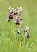 Late spider orchid - UK orchid,plant,plants,flower,Late spider orchid,Ophrys fuciflora,Monocots,Liliopsida,Orchid Family,Orchidaceae,Ophrys holoserica,Europe,Terrestrial,Vulnerable,Grassland,Plantae,Asia,Photosynthetic,Orchi