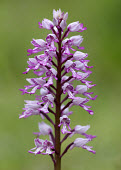 Military orchid - UK orchid,plant,plants,flower,Military orchid,Orchis militaris,Orchid Family,Orchidaceae,Monocots,Liliopsida,Vulnerable,Orchis,Plantae,Wildlife and Conservation Act,Europe,Grassland,Orchidales,Photosynth