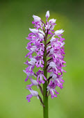 Military orchid - UK environment,ecosystem,Habitat,pink,Greenery,foliage,vegetation,coloration,Colouration,colours,color,colors,Colour,Terrestrial,ground,Grassland,Close up,wildflower meadow,Meadow,floral,Flower,orchid,pl