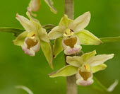 Violet helleborine - UK Violet helleborine,Plantae,Tracheophyta,Liliopsida,Orchidales,Orchidaceae,orchid,Epipactis purpurata