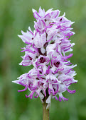 Monkey orchid - UK orchid,plant,plants,flower,Monkey orchid,Orchis simia,Monocots,Liliopsida,Orchid Family,Orchidaceae,Grassland,Vulnerable,Wildlife and Conservation Act,Terrestrial,Africa,Orchis,Temperate,Photosyntheti