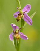 Wasp orchid - UK Wasp orchid,Plantae,Tracheophyta,Liliopsida,Orchidales,Orchidaceae,orchid,Ophrys apifera,Ophrys apifera var. trollii,Ophrys apifera v trollii,Ophrys apifera trollii,variance,Ophrys apifera v trolli