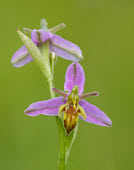 Wasp orchid - UK floral,Flower,violet,indigo,Purple,Greenery,foliage,vegetation,Grassland,Close up,Terrestrial,ground,wildflower meadow,Meadow,coloration,Colouration,environment,ecosystem,Habitat,colours,color,colors,