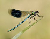 Banded demoiselle - UK Banded demoiselle,Calopteryx splendens,Insects,Insecta,Broad-winged Damselflies,Calopterygidae,Odonata,Dragonflies and Damselflies,Arthropoda,Arthropods,banded agrion,Caloptéryx Éclatant,Animalia,As
