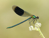 Banded demoiselle - UK blur,selective focus,blurry,depth of field,Shallow focus,blurred,soft focus,Macro,macrophotography,Close up,Banded demoiselle,Calopteryx splendens,Insects,Insecta,Broad-winged Damselflies,Calopterygid