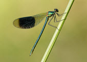 Banded demoiselle - UK coloration,Colouration,Green background,Macro,macrophotography,Close up,Green,azul,Blue,colours,color,colors,Colour,metallic,Banded demoiselle,Calopteryx splendens,Insects,Insecta,Broad-winged Damself