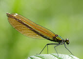 Beautiful demoiselle - UK Beautiful demoiselle,Animalia,Arthropoda,Insecta,Odonata,Calopterygidae,Calopteryx virgo