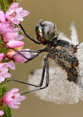 Black darter - UK Macro,macrophotography,Close up,face,big eyes,eyes,Eye,Black Darter,Black Meadowhawk,Animalia,Arthropoda,Insecta,Odonata,Libellulidae,Sympetrum danae