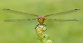 Common darter - UK Macro,macrophotography,Green background,Close up,Common darter,Animalia,Arthropoda,Insecta,Odonata,Libellulidae,Sympetrum striolatum
