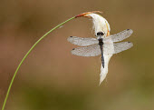 Black darter - UK Black Darter,Black Meadowhawk,Animalia,Arthropoda,Insecta,Odonata,Libellulidae,Sympetrum danae