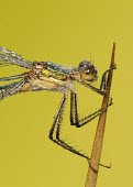 Common spreadwing - UK Close up,Macro,macrophotography,Common spreadwing,emerald damselfly,Animalia,Arthropoda,Insecta,Odonata,Lestidae,Lestes sponsa