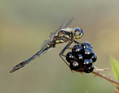 Black darter - UK Close up,Macro,macrophotography,Black Darter,Black Meadowhawk,Animalia,Arthropoda,Insecta,Odonata,Libellulidae,Sympetrum danae