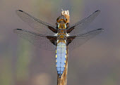 Broad-bodied chaser - UK Close up,Macro,macrophotography,Broad-bodied chaser,Animalia,Arthropoda,Insecta,Odonata,Libellulidae,Libellula depressa
