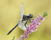Black darter - UK Black Darter,Black Meadowhawk,Animalia,Arthropoda,Insecta,Odonata,Libellulidae,Sympetrum danae