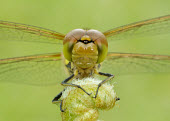Common darter - UK Common darter,Animalia,Arthropoda,Insecta,Odonata,Libellulidae,Sympetrum striolatum