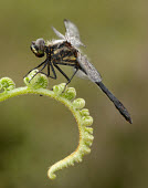 Black darter - UK Macro,macrophotography,Close up,Black Darter,Black Meadowhawk,Animalia,Arthropoda,Insecta,Odonata,Libellulidae,Sympetrum danae