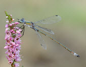 Common spreadwing - UK Close up,Macro,macrophotography,Common spreadwing,emerald damselfly,Animalia,Arthropoda,Insecta,Odonata,Lestidae,Lestes sponsa