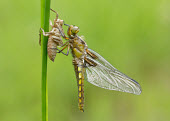 Broad-bodied chaser - UK Broad-bodied chaser,Animalia,Arthropoda,Insecta,Odonata,Libellulidae,Libellula depressa