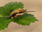 Greater bee fly - UK Greater bee fly,Greater bee-fly,bee fly,large bee-fly,Animalia,Arthropoda,Insecta,Diptera,Bombyliidae,Bombylius,Bombylius major