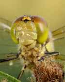 Common darter | UK Common darter,Animalia,Arthropoda,Insecta,Odonata,Libellulidae,Sympetrum striolatum