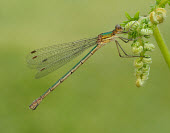Common spreadwing - UK Close up,Macro,macrophotography,Green background,blur,selective focus,blurry,depth of field,Shallow focus,blurred,soft focus,Common spreadwing,emerald damselfly,Animalia,Arthropoda,Insecta,Odonata,Les