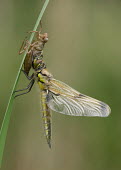 Four-spotted chaser - UK Green background,blur,selective focus,blurry,depth of field,Shallow focus,blurred,soft focus,Macro,macrophotography,Close up,Four-spotted chaser,Libellula quadrimaculata,Insects,Insecta,Odonata,Dragon