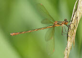 Common spreadwing - UK Macro,macrophotography,Green background,Close up,blur,selective focus,blurry,depth of field,Shallow focus,blurred,soft focus,Common spreadwing,emerald damselfly,Animalia,Arthropoda,Insecta,Odonata,Les