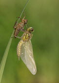 Four-spotted chaser - UK Four-spotted chaser,Libellula quadrimaculata,Insects,Insecta,Odonata,Dragonflies and Damselflies,Arthropoda,Arthropods,Skimmers,Libellulidae,Libellule Quadrimaculée,Carnivorous,Common,Flying,Animalia