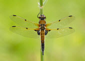 Four-spotted chaser - UK Iain Leach Four-spotted chaser,Libellula quadrimaculata,Insects,Insecta,Odonata,Dragonflies and Damselflies,Arthropoda,Arthropods,Skimmers,Libellulidae,Libellule Quadrimacule,Carnivorous,Common,Flying,Animalia,Asia,Ponds and lakes,Streams and rivers,Europe,North America,Libellula,IUCN Red List,Least Concern