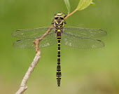 Golden-ringed dragonfly - UK Golden-ringed dragonfly,Cordulegaster boltonii,Spiketails,Cordulegastridae,Insects,Insecta,Arthropoda,Arthropods,Odonata,Dragonflies and Damselflies,Common,Temperate,Heathland,Aquatic,Asia,Flying,Cord