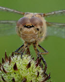Common darter - UK Common darter,Animalia,Arthropoda,Insecta,Odonata,Libellulidae,Sympetrum striolatum