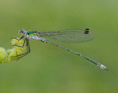 Common spreadwing - UK Common spreadwing,emerald damselfly,Animalia,Arthropoda,Insecta,Odonata,Lestidae,Lestes sponsa