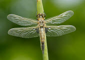 Four-spotted chaser - UK Macro,macrophotography,Close up,Green background,blur,selective focus,blurry,depth of field,Shallow focus,blurred,soft focus,Four-spotted chaser,Libellula quadrimaculata,Insects,Insecta,Odonata,Dragon