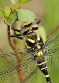 Golden-ringed dragonfly - UK Golden-ringed dragonfly,Cordulegaster boltonii,Spiketails,Cordulegastridae,Insects,Insecta,Arthropoda,Arthropods,Odonata,Dragonflies and Damselflies,Common,Temperate,Heathland,Aquatic,Asia,Flying,Cord