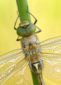 Green-eyed hawker - UK Macro,macrophotography,eyes,Eye,Yellow background,face,eye colour,Close up,Green,Green eyes,wings,wing,winged,Animalia,Arthropoda,Insecta,Odonata,Aeshnidae,Aeshna isoceles,dragonfly,dragonflies,hawker